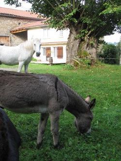 Gite De Charme Auvergne Cab'Ane Brousse Exterior foto