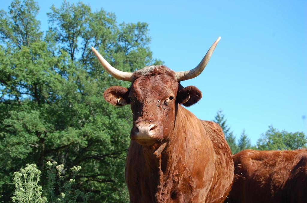 Gite De Charme Auvergne Cab'Ane Brousse Exterior foto